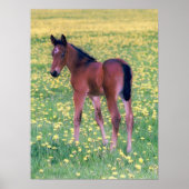 Koolt in Dandelion Field Poster (Voorkant)