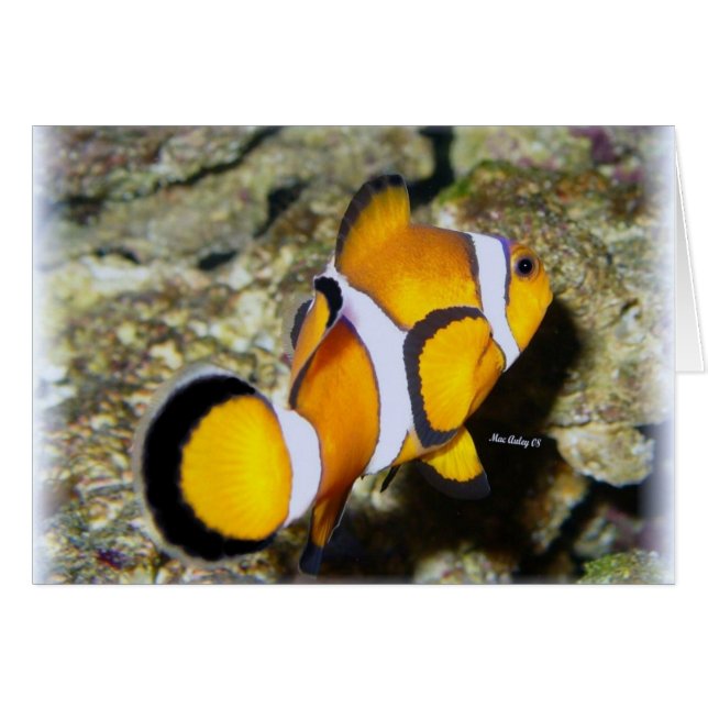 Koolvis (Voorkant Horizontaal)