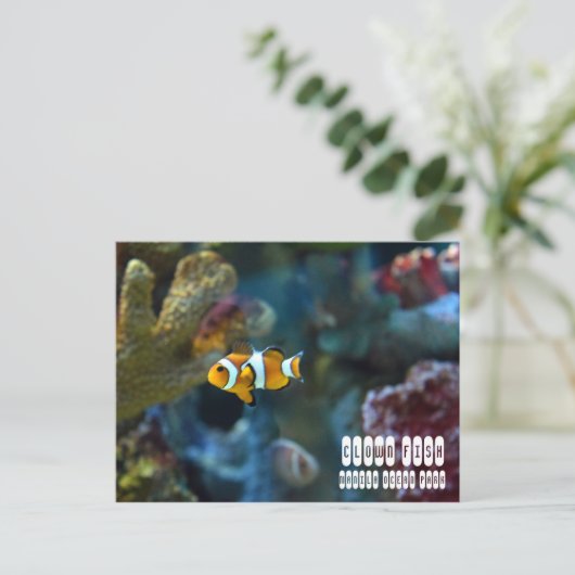 Koolvis Briefkaart (Staand voorkant)