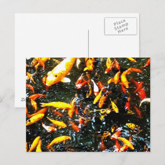 Koolvis Briefkaart (Voorkant / Achterkant)