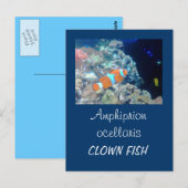 Koolvis Briefkaart (Voorkant / Achterkant)