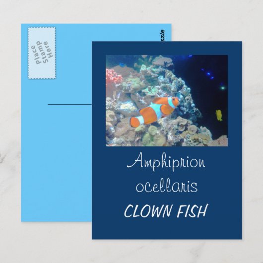 Koolvis Briefkaart (Voorkant / Achterkant)