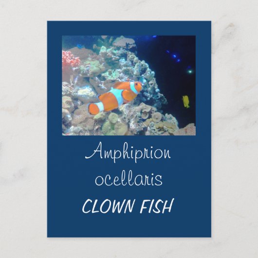 Koolvis Briefkaart (Voorkant)