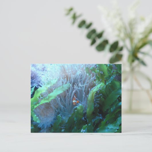 Koolvis Briefkaart (Staand voorkant)