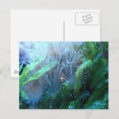 Koolvis Briefkaart (Voorkant / Achterkant)