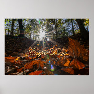 Koolvis Diem kleurrijke bladeren zonnebrand Poster