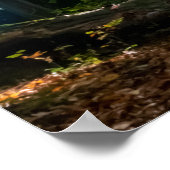 Koolvis Diem kleurrijke bladeren zonnebrand Poster (Hoek)