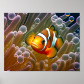 Koolvis in Zee Anemone Poster (Voorkant)