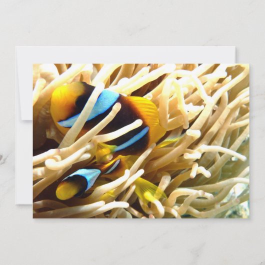 Koolvis Kaart (Achterkant)