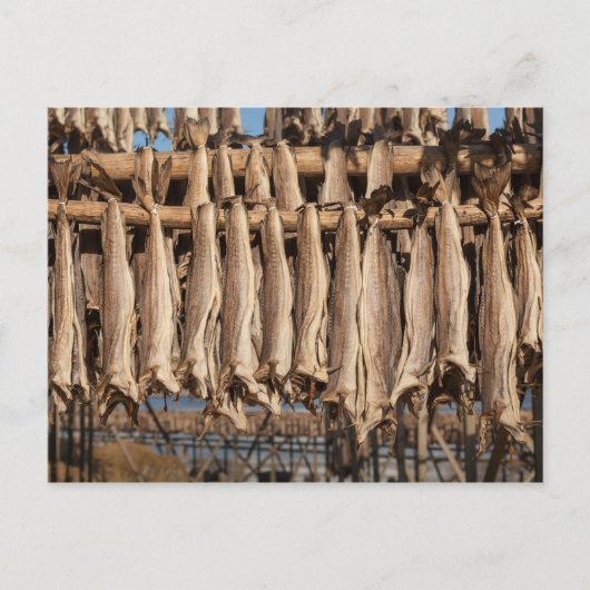 Koolvis Lofoten Briefkaart (Voorkant)