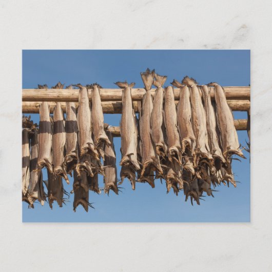 Koolvis Lofoten Briefkaart (Voorkant)