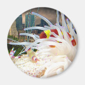 Koolvis Magneet (Voorkant)