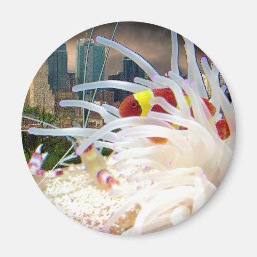 Koolvis Magneet (Voorkant)