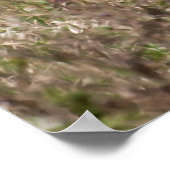 Koolvis Poster (Hoek)