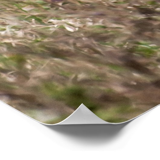 Koolvis Poster (Hoek)