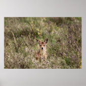 Koolvis Poster (Voorkant)