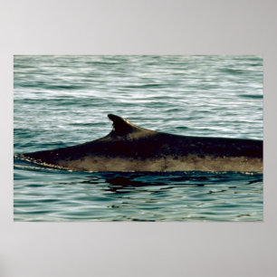 Koolvis Poster