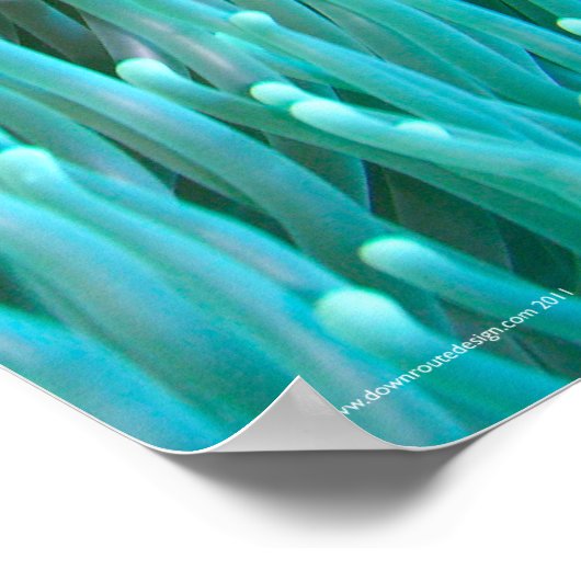 Koolvis Poster (Hoek)