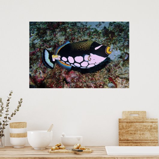 Koolvis Poster (Keuken)