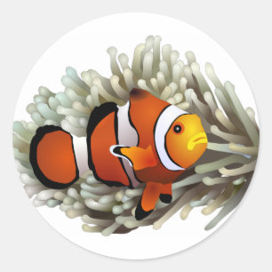 Koolvis Ronde Sticker