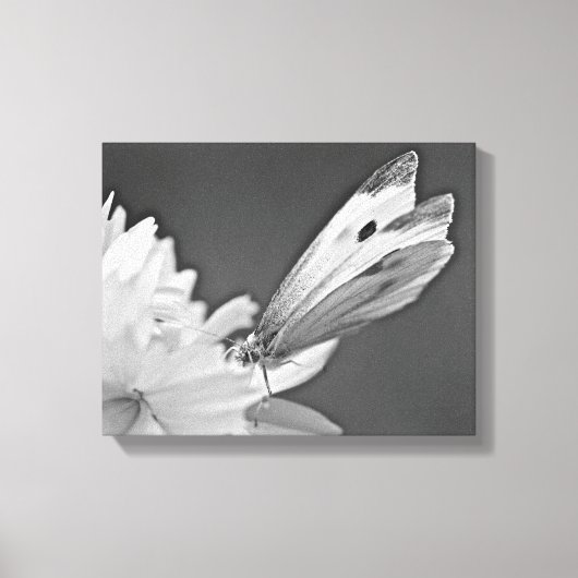 Koolwitje Op Cosmos In Zwart En Wit Canvas Afdruk (Voorkant)