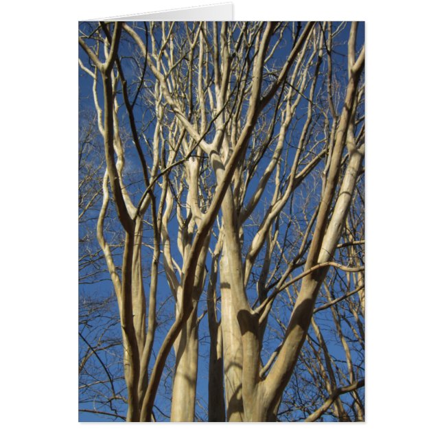 koolzaad tijdens de winter (Voorkant)