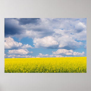 Koolzaadveld en wolken poster