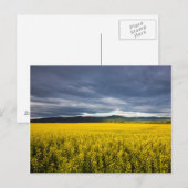 Koolzaadveld in de ochtendlicht in de Flathead Briefkaart (Voorkant / Achterkant)