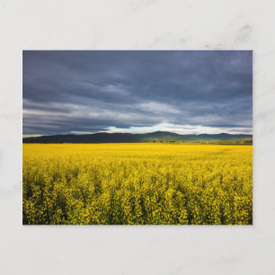 Koolzaadveld in de ochtendlicht in de Flathead Briefkaart