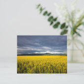 Koolzaadveld in de ochtendlicht in de Flathead Briefkaart (Staand voorkant)