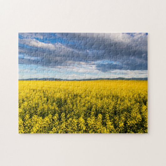 Koolzaadveld in het late avondlicht legpuzzel (Horizontaal)