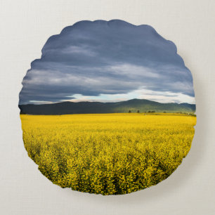 Koolzaakveld in het ochtendlicht in de Flathead Rond Kussen