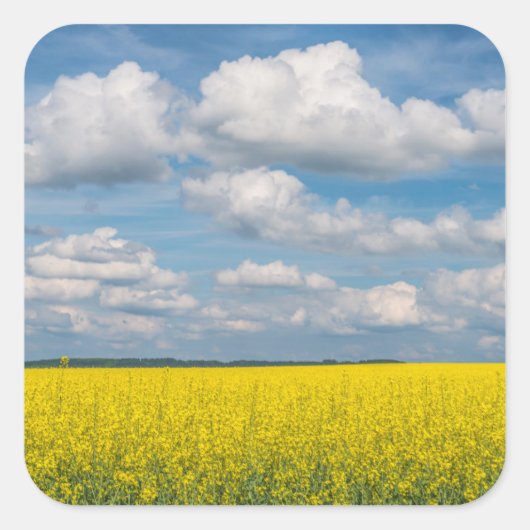 Koolzaakveld & Wolken Vierkante Sticker (Voorkant)
