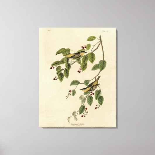 Koolzuurkool uit de Amerikaanse vogels van Audubon Canvas Afdruk (Voorkant)
