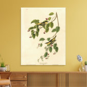 Koolzuurkool uit de Amerikaanse vogels van Audubon Canvas Afdruk (Insitu (Woonkamer))
