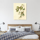 Koolzuurkool uit de Amerikaanse vogels van Audubon Canvas Afdruk (Insitu (Slaapkamer))