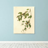 Koolzuurkool uit de Amerikaanse vogels van Audubon Canvas Afdruk (Insitu (Houten vloer))