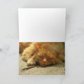 Koop een cadeau of neem een Kat Kaart (Binnen)