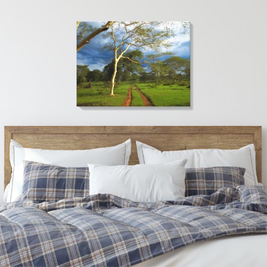 Koortsboom (Acacia Xanthophloea) met vuil spoor Canvas Afdruk (Insitu (Slaapkamer))