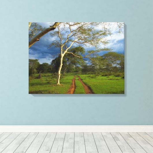 Koortsboom (Acacia Xanthophloea) met vuil spoor Canvas Afdruk (Insitu (Houten vloer))