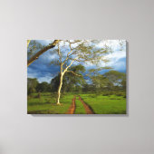 Koortsboom (Acacia Xanthophloea) met vuil spoor Canvas Afdruk (Voorkant)