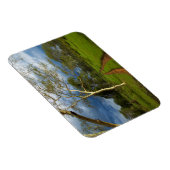 Koortsboom (Acacia Xanthophloea) met vuil spoor Magneet (Rechterzijde)