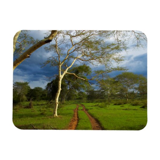 Koortsboom (Acacia Xanthophloea) met vuil spoor Magneet (Horizontaal)