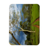 Koortsboom (Acacia Xanthophloea) met vuil spoor Magneet (Verticaal)