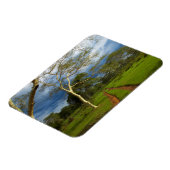 Koortsboom (Acacia Xanthophloea) met vuil spoor Magneet (Linkerzijde)