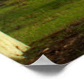 Koortsboom (Acacia Xanthophloea) met vuil spoor Poster (Hoek)