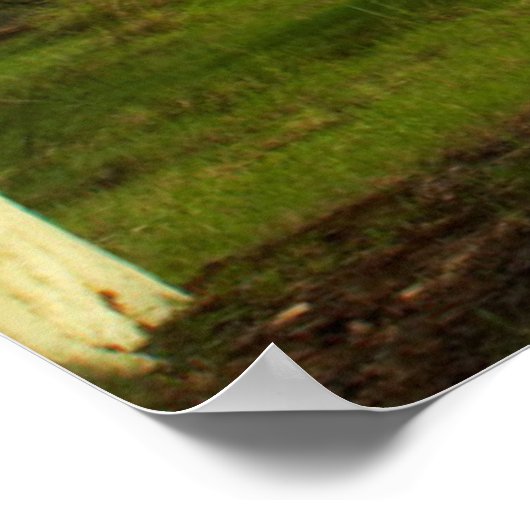 Koortsboom (Acacia Xanthophloea) met vuil spoor Poster (Hoek)