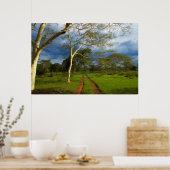 Koortsboom (Acacia Xanthophloea) met vuil spoor Poster (Keuken)