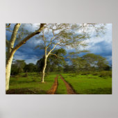 Koortsboom (Acacia Xanthophloea) met vuil spoor Poster (Voorkant)