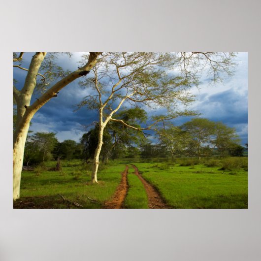 Koortsboom (Acacia Xanthophloea) met vuil spoor Poster (Voorkant)